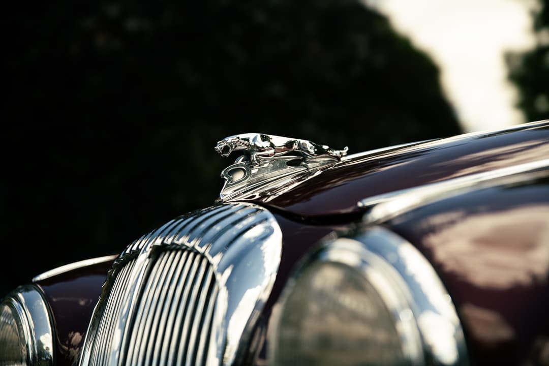 Leaping Jaguar mascot on the bonnet of a maroon classic Jaguar