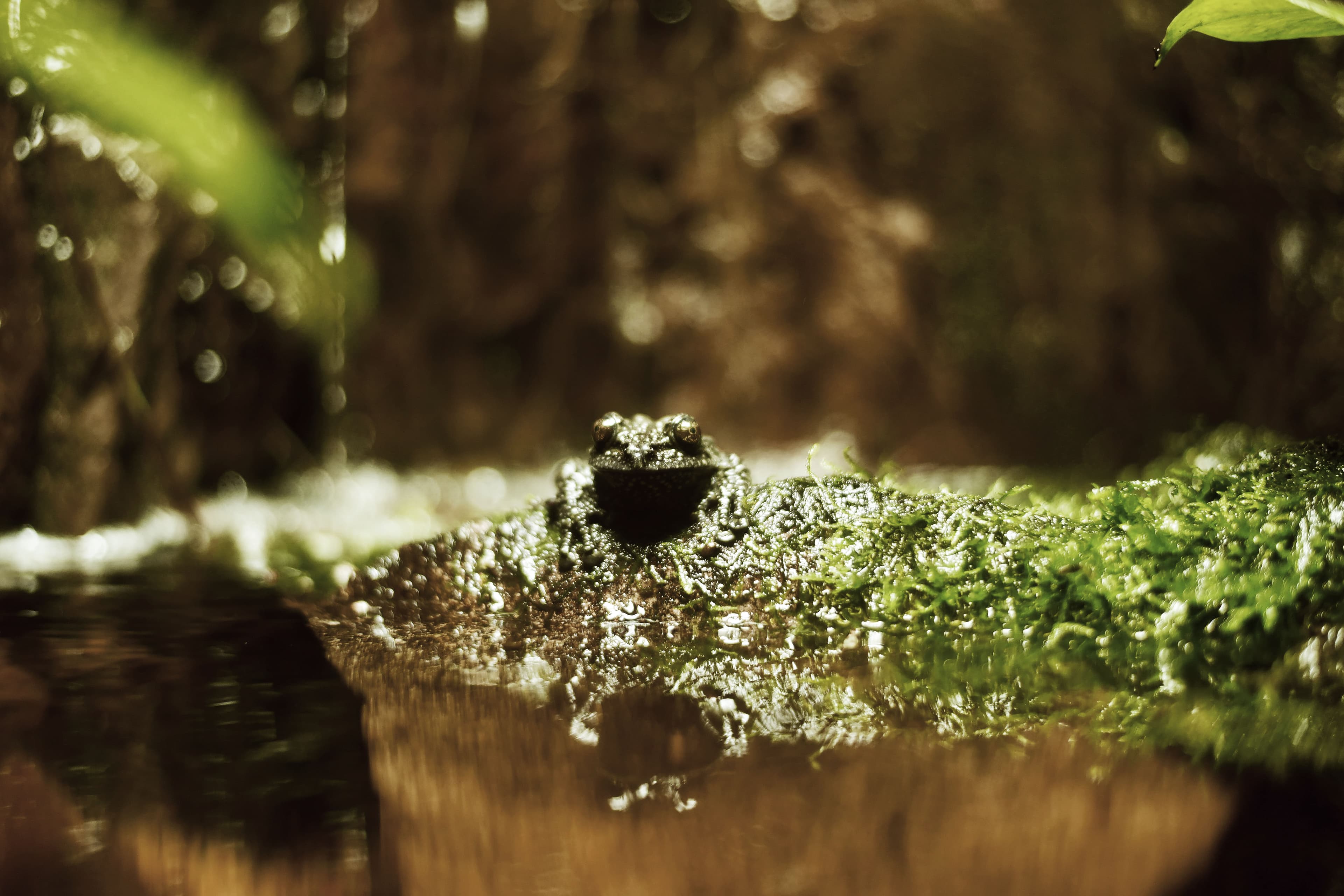 Camouflaged frog among lush green vegetation