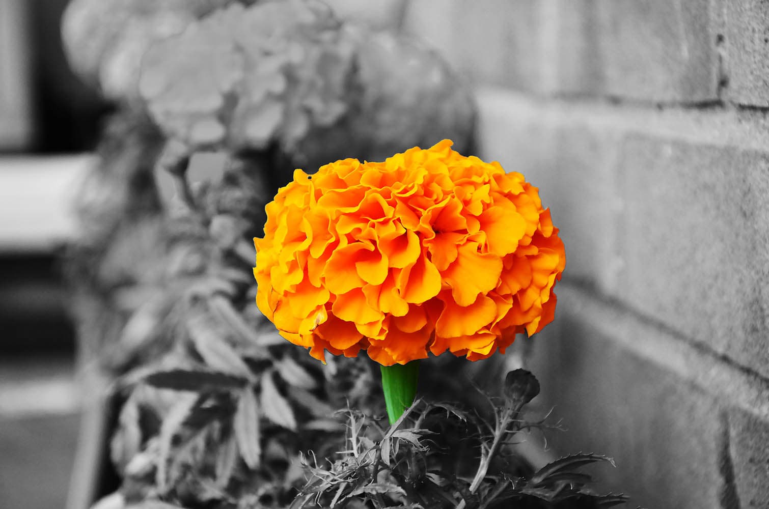 Colorful marigold flower amid black and white backdrop