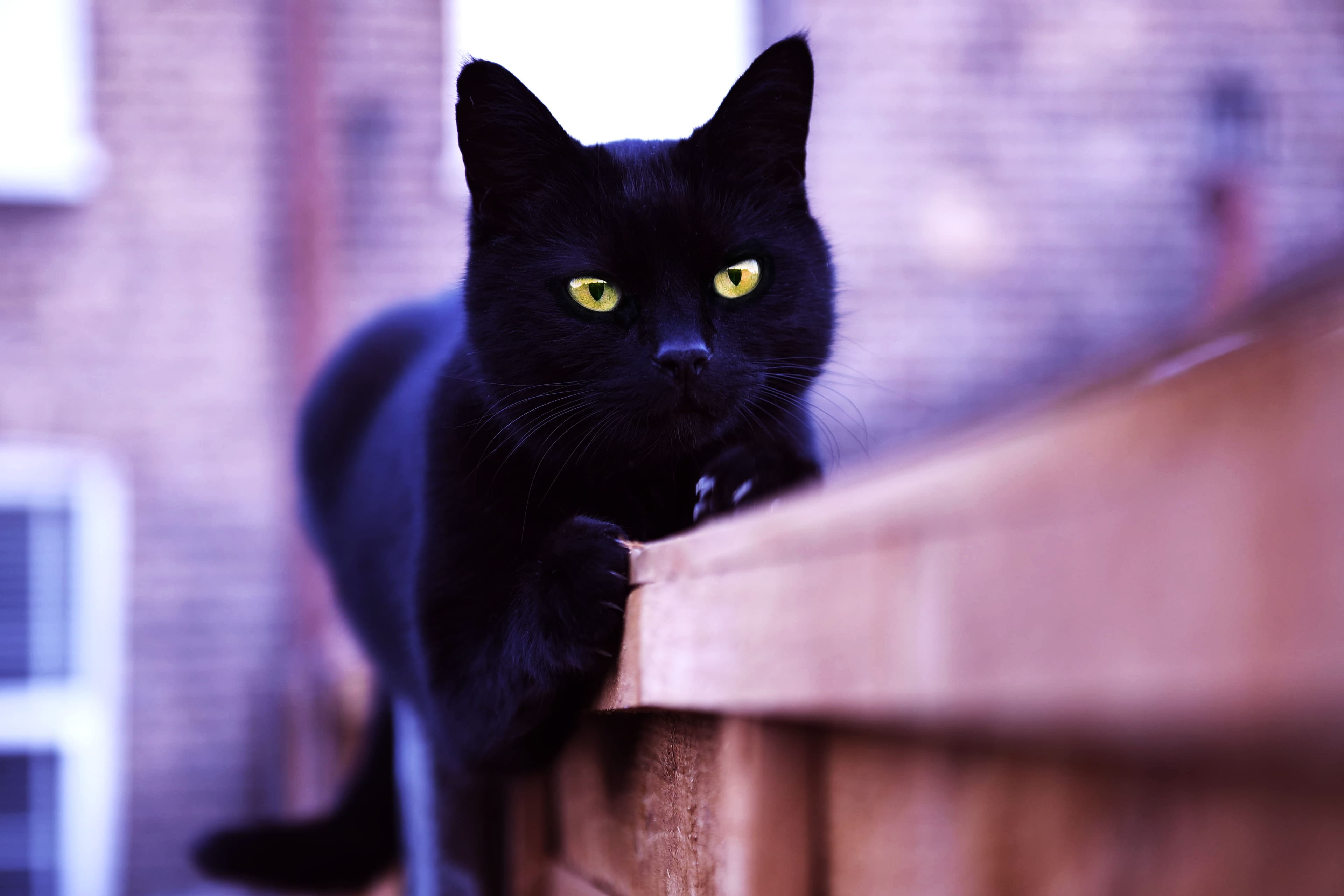 Crouching black cat on fence