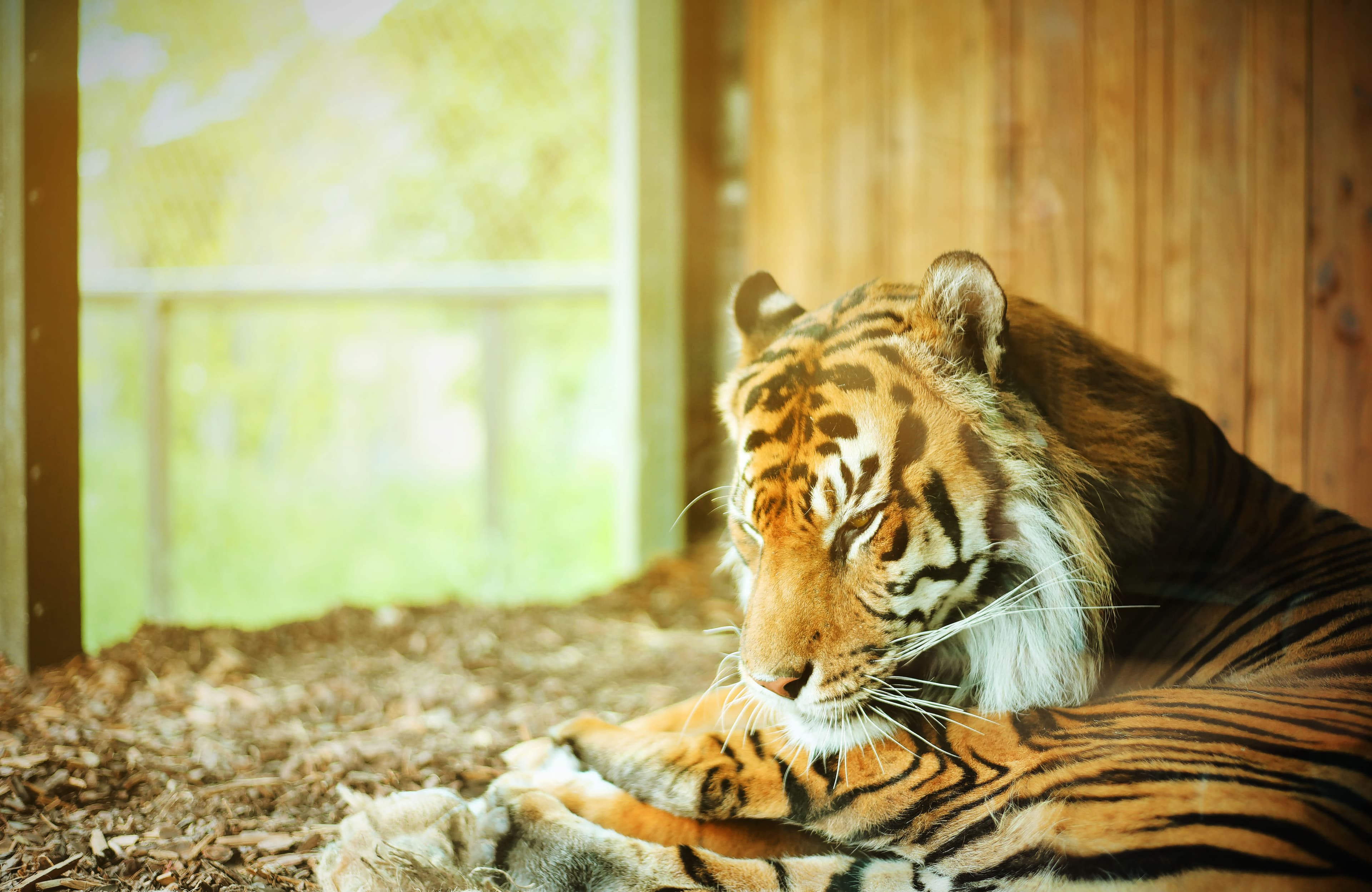 Majestic tiger resting at Chessington Zoo