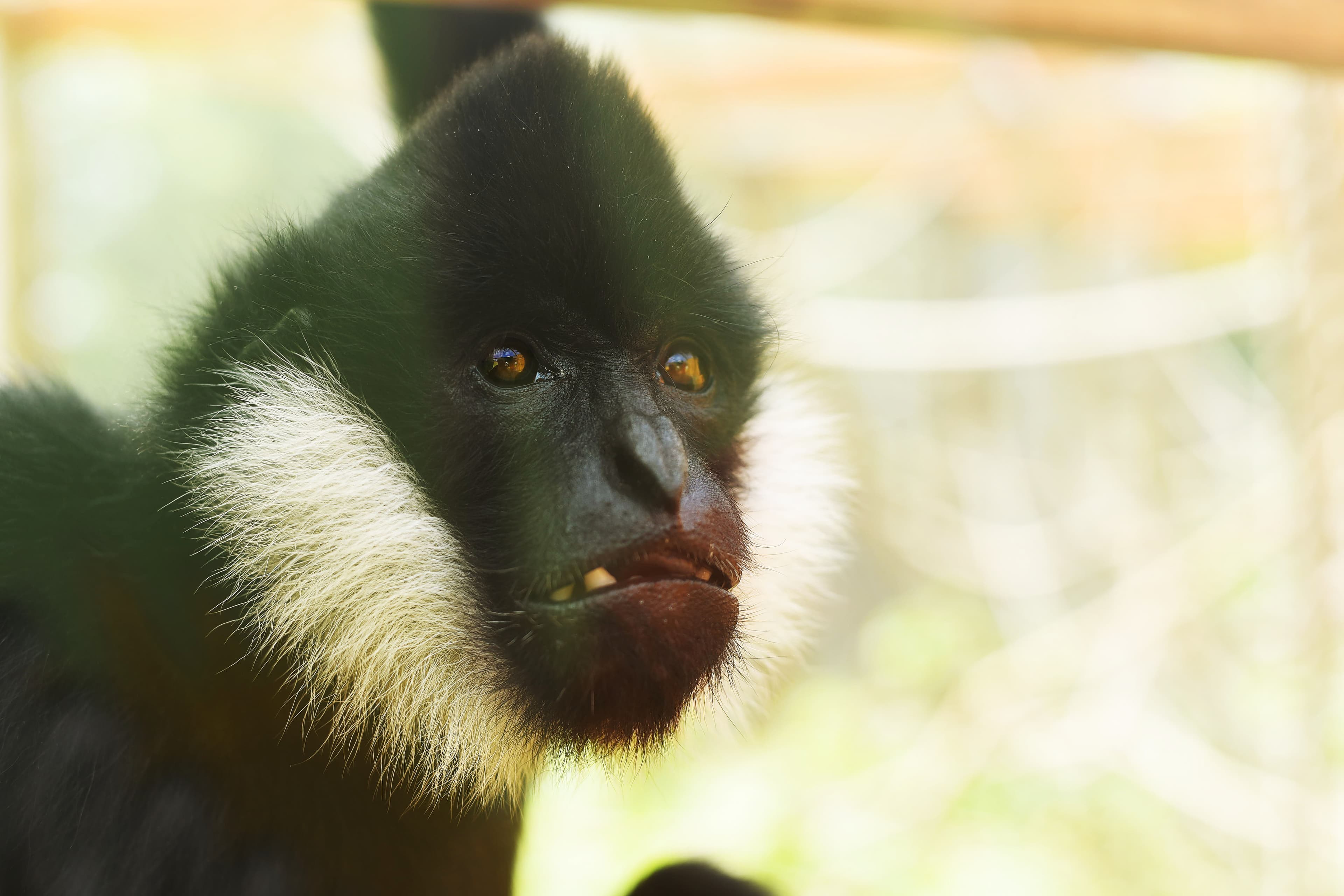 Observant langur in zoo engages with passersby