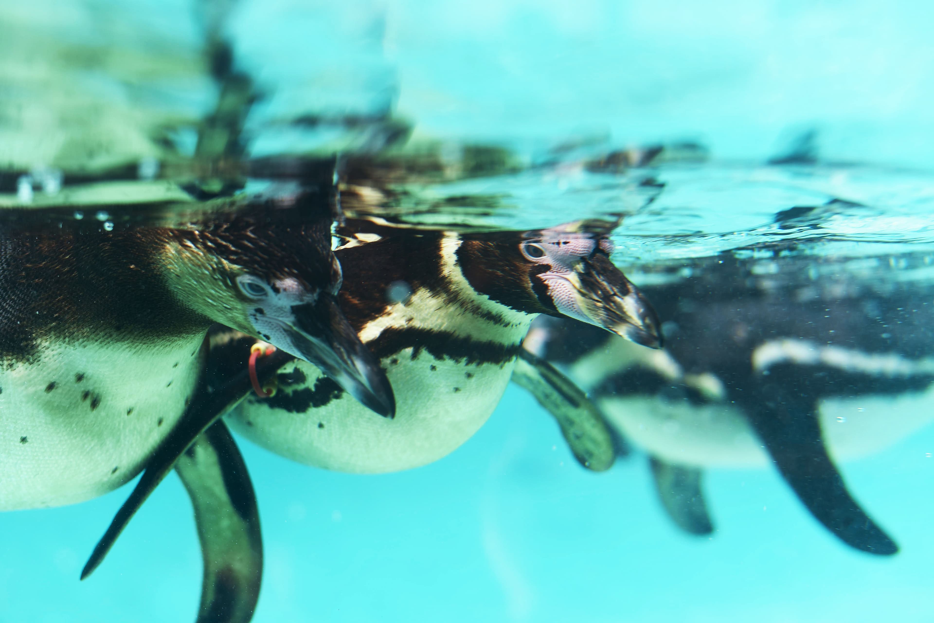 Penguins swimming underwater