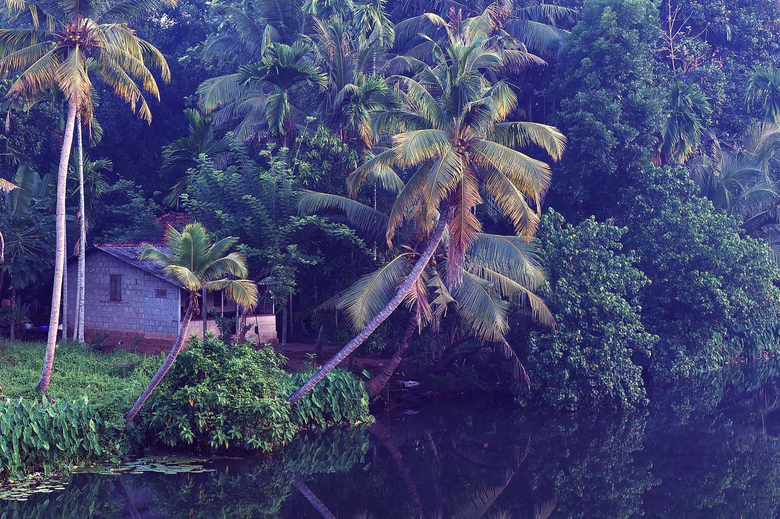 Small house by a lush river and forest