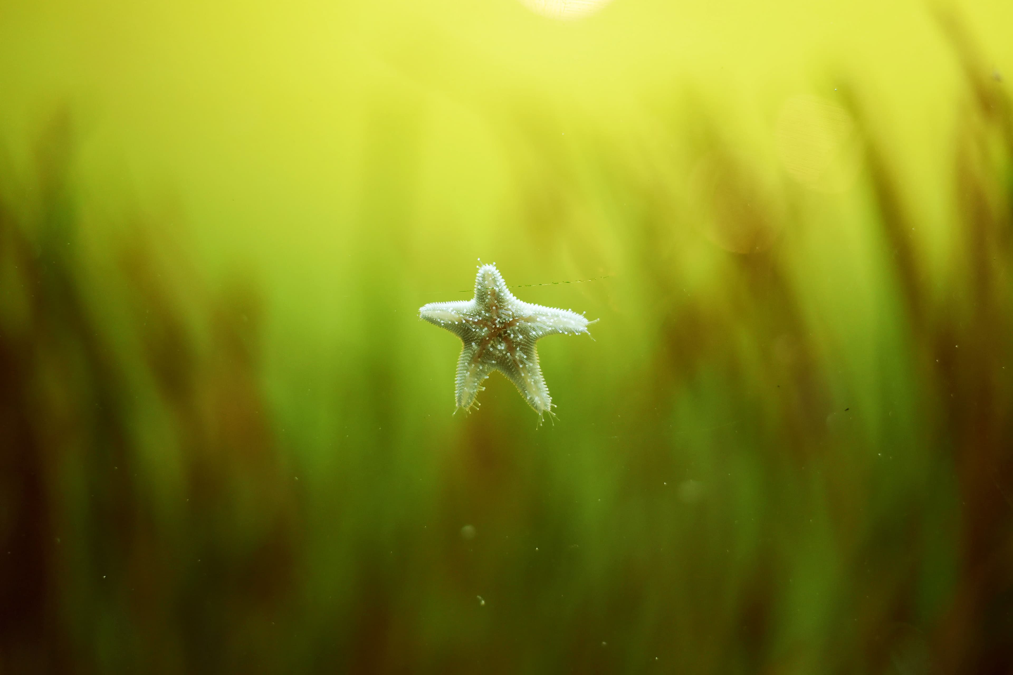 Starfish descending through water