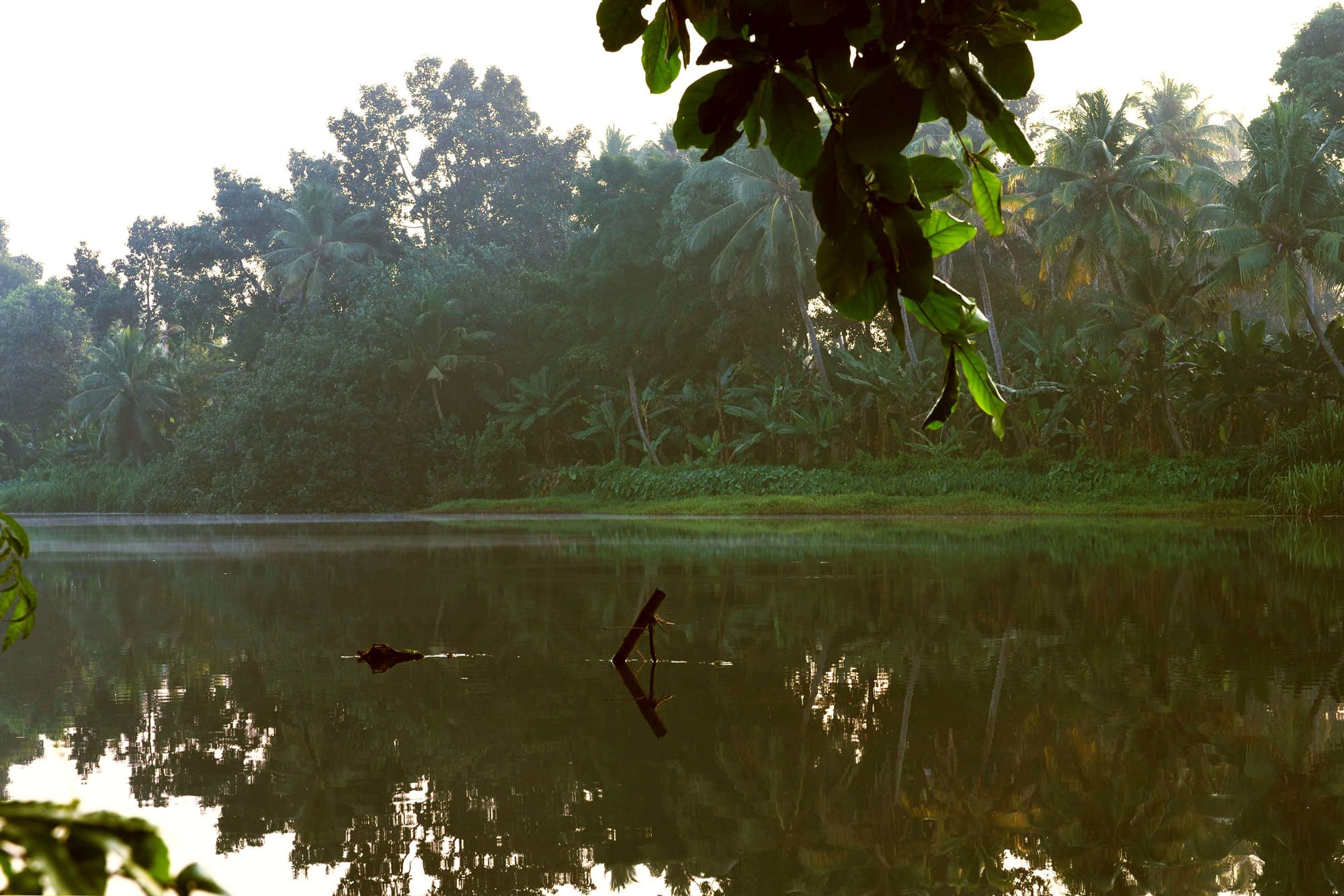 Stick emerging in a green river