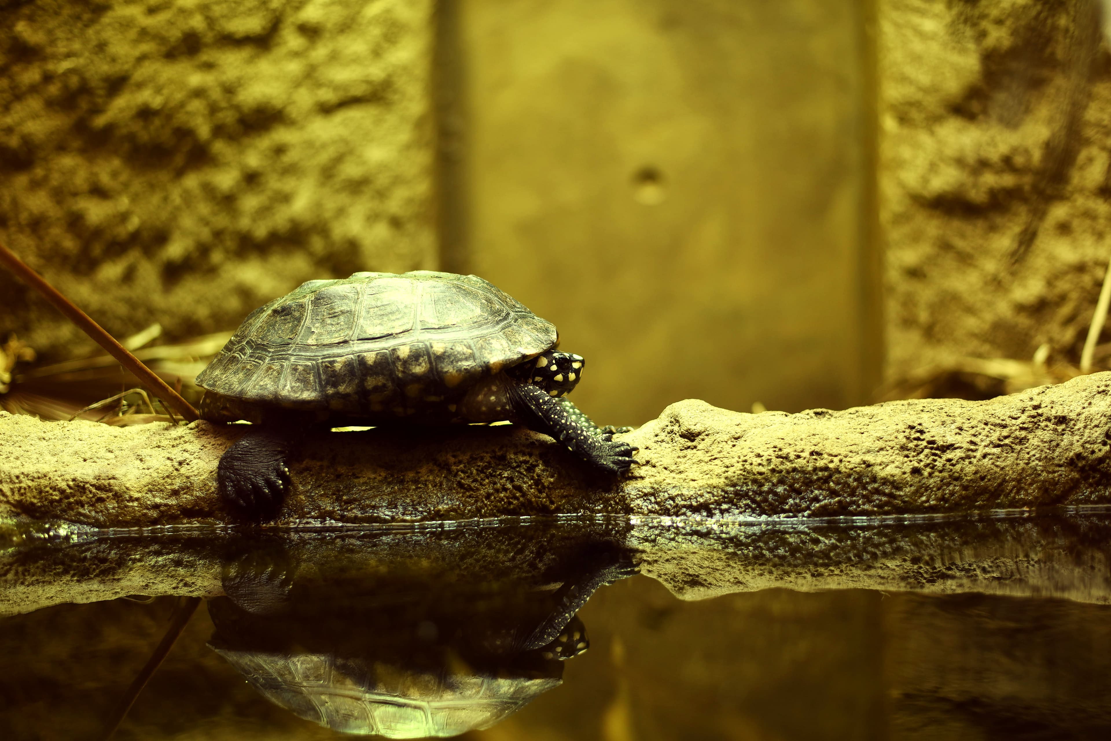 Turtle crossing a puddle by walking on a log